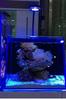 GAKO Coral Light Q2B Full Spectrum LED Clip Light for Small Saltwater and Algae Tanks