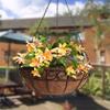 14inch 4 Pack Round Coco Liner for Hanging Basket,Flower Hanging Basket Coco Liners Replacement,Coco Fiber Replacement Liner
