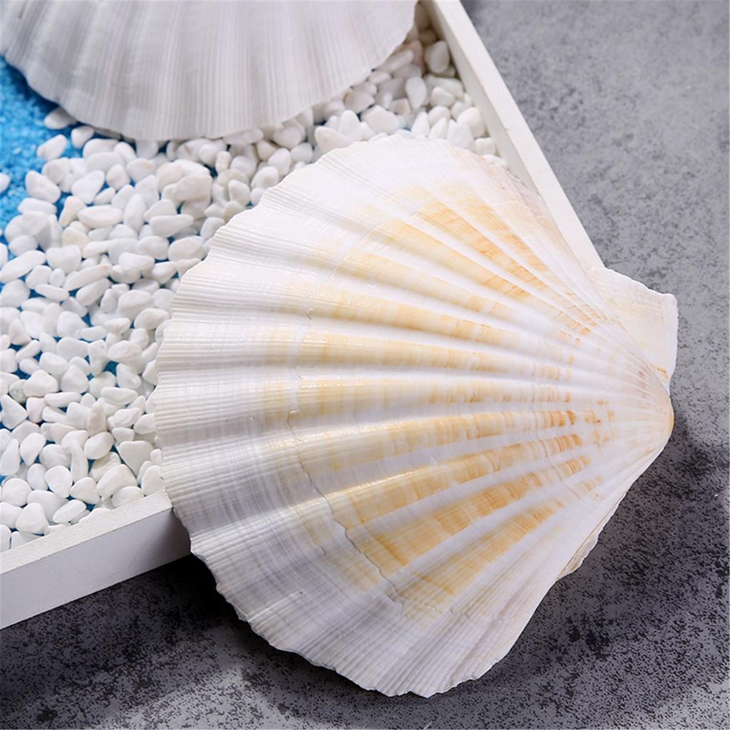 Mehrzweckpackung mit 10 großen, natürlichen Jakobsmuscheln für Bastelarbeiten, stilvollen Schmuck und Heimdekoration