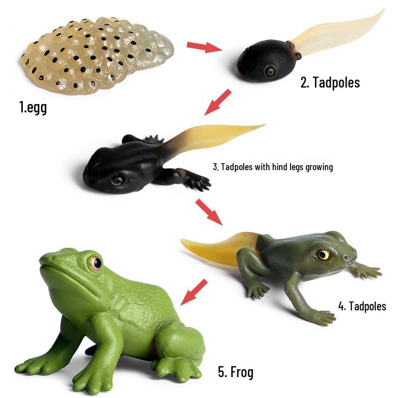 Pediatric Learning Model: Plastic Animal Growth Cycles - Frog, Butterfly, Rooster, Sea Turtle, Chinese Horseshoe Crab