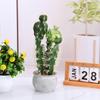 3pcs Ball Shape Automatic Watering Globe Self Drip Irrigation Plant Watering Bulb Glass Material 250ml for Indoor