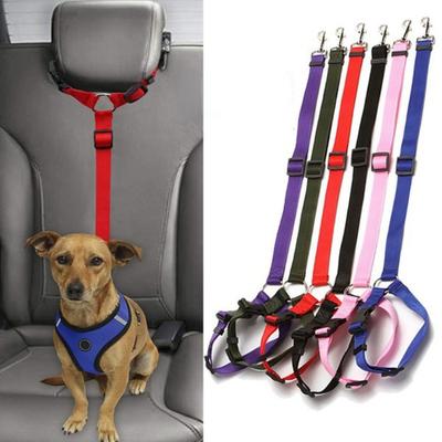Köpek – Köpek Tasmaları ve Tasma Kayışları