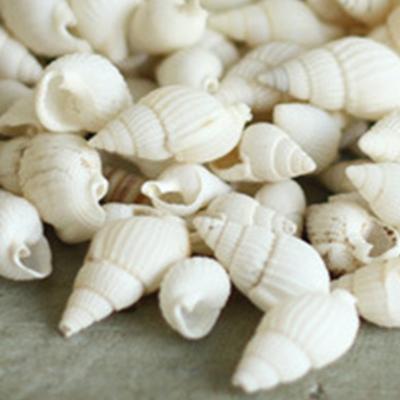 100 Stück kleine Muscheln, wunderschöne Top, seltene echte Muscheln, Weihnachtsgeschenk