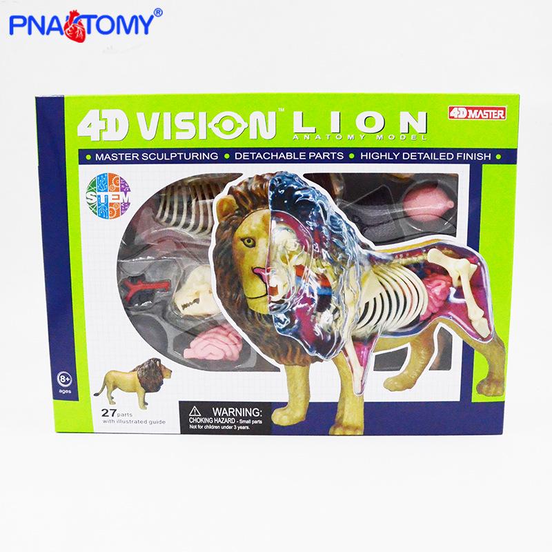 Lion Anatomy Model: Educational Wildlife Toy with Internal Organs Assembly 22036