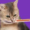 Cat Squeeze Feeder Cat Kitten Wet Food Spoon Strip Squeeze Feeder Indoor Outdoor Feeding Lickable Wet Food Multi Functional