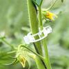 100pcs Plastic Clips Garden Climbing Vine Hanging Clips Vine Clips Tomato Large Plant Fixing Clips Gardening Supplies