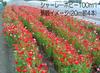 Fukukaen Seeds Shirley Poppy "Landscape Single Mix" Seeds, 100ml