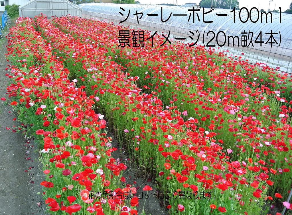 Fukukaen Seeds Shirley Poppy "Landscape Single Mix" Seeds, 100ml
