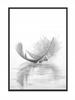 Picture, Poster Framed 33x43 Cm Feather P520