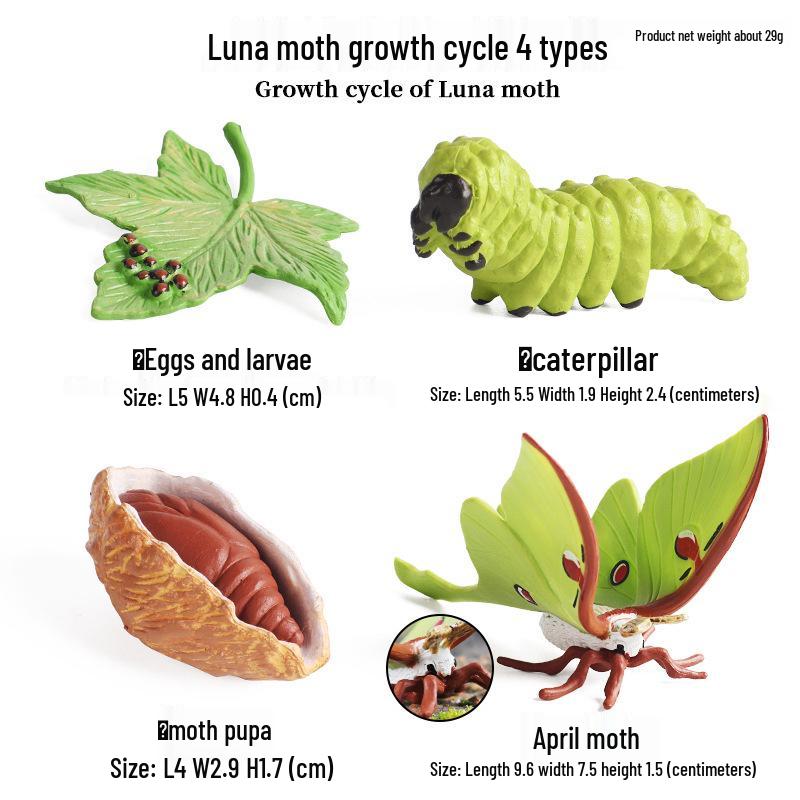 Children's Cognitive Toys: Frog Tadpole Growth Cycle Models