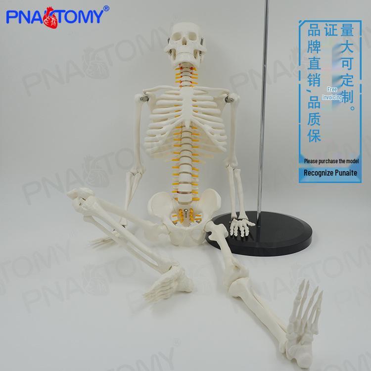 85cm Movable Detachable Human Skeleton Model for Yoga and Chiropractic Pain Management 85cm