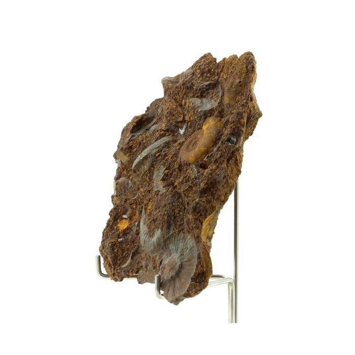 Pierres et Minéraux. Ammonite Pleydellia 1284.0 ct. Mine de Saint-Quentin-Fallavier, Isère, France.