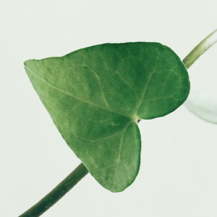 Abib heartleaf Calming Toner Skin Booster