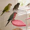 Cockatiel Perch Parrot Stand Toys Resin Bird Hamster Perch Platforms Stands Playground Bird Supplies Bird Cage Accessories Perch