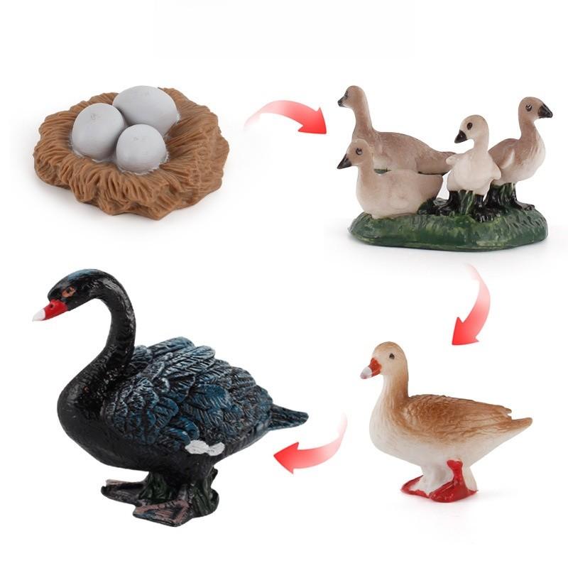 Static Poultry Animal Model With Incubation Process Display For Kids Educational Toy