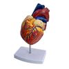Lunari Heart Model, Life-Size 1:1 Human Anatomy Model, Full Color, with Stand, Educational, Anatomical Structure, Research, Training Materials