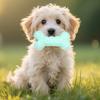 Spiky Bone Dog Chew Toy Puppy Teething Toy Textured Bone Teeth Cleaning Toy for Aggressive Chewers Anxiety Relief