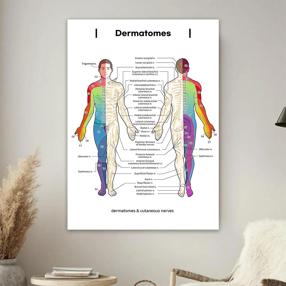 Gráfico de Dermatomas y Nervios Cutáneos Póster de Anatomía para Estudio Médico y Enseñanza Decoración de Pared Artística Póster para el Hogar