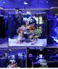 GAKO Coral Light Q2B Full Spectrum LED Clip Light for Small Saltwater and Algae Tanks