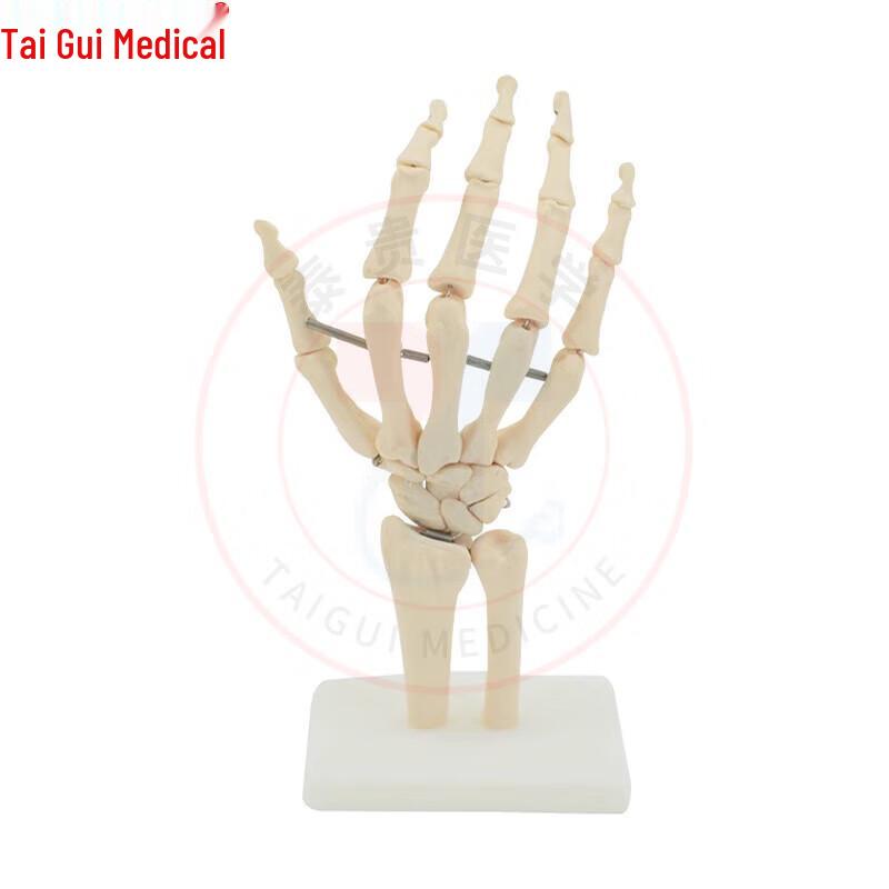

Anatomical Human Hand Joint Model