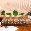 3/5pcs Bottles Plant Terrarium Propagation Station Transparent Glass Planter Bulb Vase  Living Room