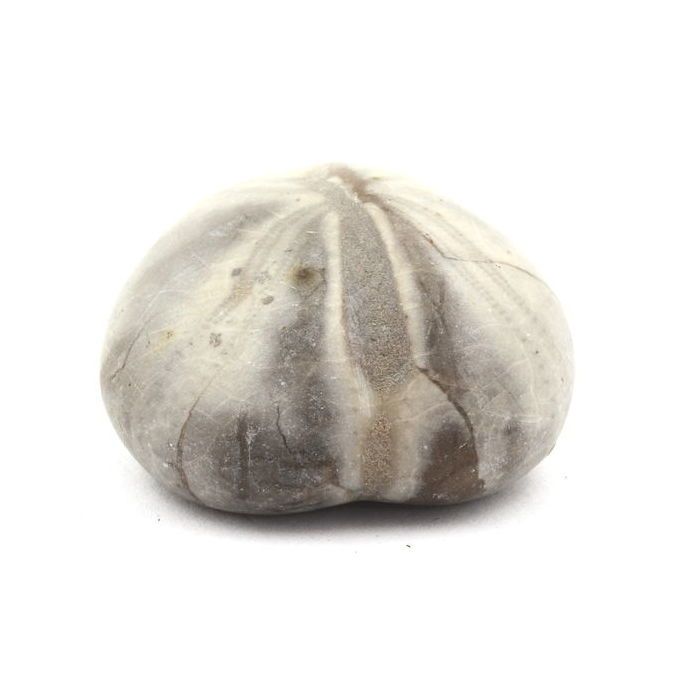 Pierres et Minéraux. Oursin Fossile, Toxaster Amplus. 133.0 ct. Claix, Isère, France.