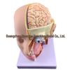 Natural Size Head Anatomy Model with Cerebral Arteries, 4-Part Mid-Sagittal Brain Section