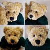 [USED] British Teddy Bear's younger brother