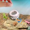 Peixes e animais aquáticos – Decoração de aquário