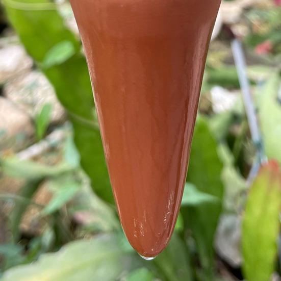 Bewässerungsspieße in Kaktusform, selbstbewässernde Pflanzenstäbe aus Terrakotta-Ton, langsam freisetzende Bewässerungsspieße für Pflanzen im Innen- und Außenbereich, 4 Stück