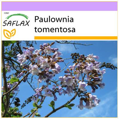 Princess Tree - 200 semi - Paulownia tomentosa