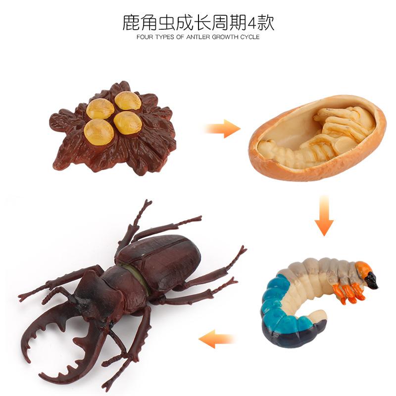 Life Cycle Board Montessori Kit Biology Science Education Toys For Kids Sensory Tray Animal Figure Life Cycle Sorting Wooden Toy