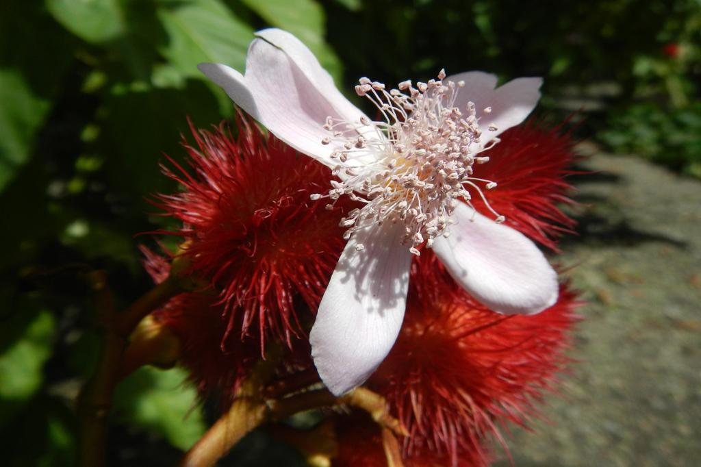 SAFLAX Gift Set - Lipstick Tree - 20 Seeds - With Gift Box, Card, Label and Potting Substrate - Bixa Orellena