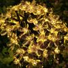 Solar Garden Lamps Set 5 Meters 20 Led Flowers Warm White Decorative