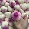 Crunchy Squishy Onion Crispy Sound Squeeze Toy Round Blocks Filled Stress Relief Fidget Toy Asmr Sensory Decompression Toy Gifts