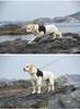Waterproof & Windproof Full-Coverage Dog Jacket for Medium & Large Breeds