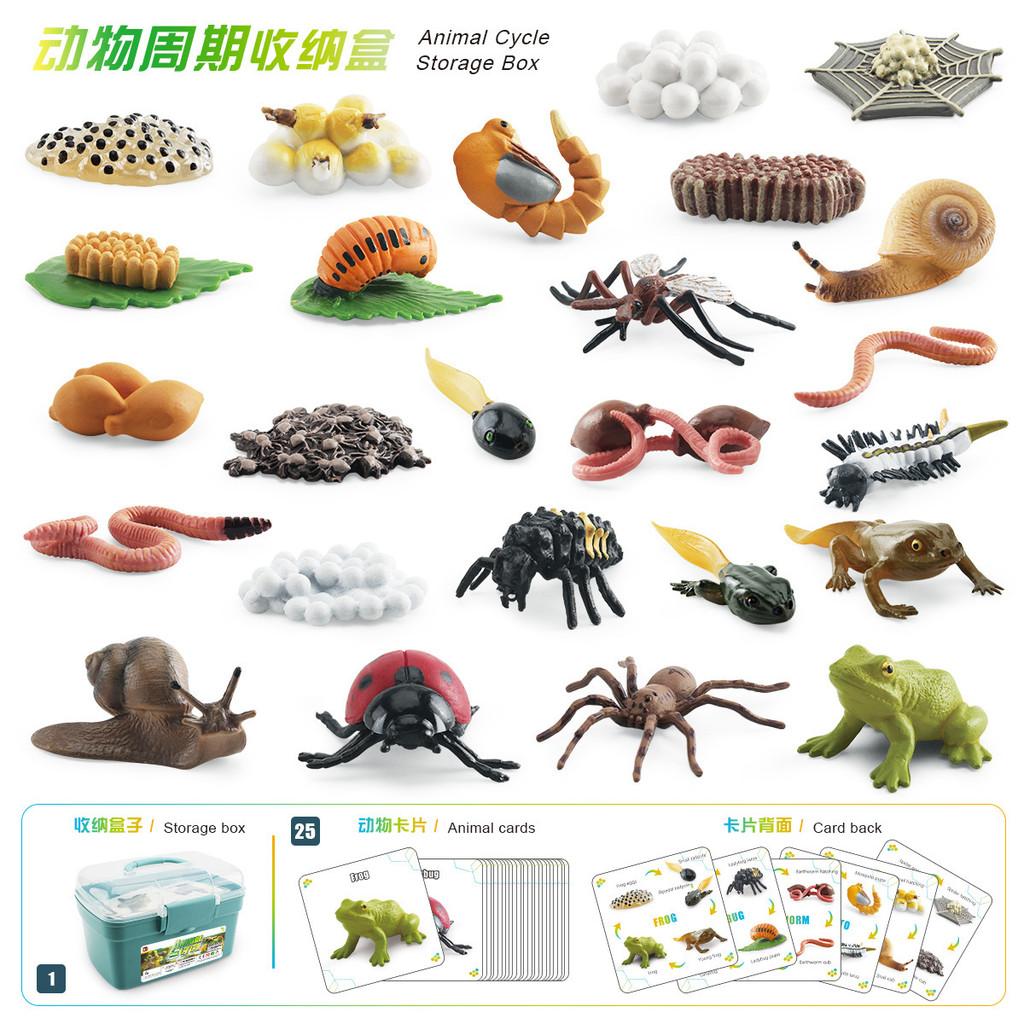 Realistic Animal Growth Cycle Storage Box Set With Mosquito Spider Ladybug Frog Worm Snail Models In Pink And Blue