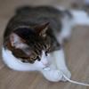 SelfWinding Pet Cord Protector Heavy Duty Chew Proof Cable Sleeve For Household Pets Like Cats Dogs 3meter/6m/10m
