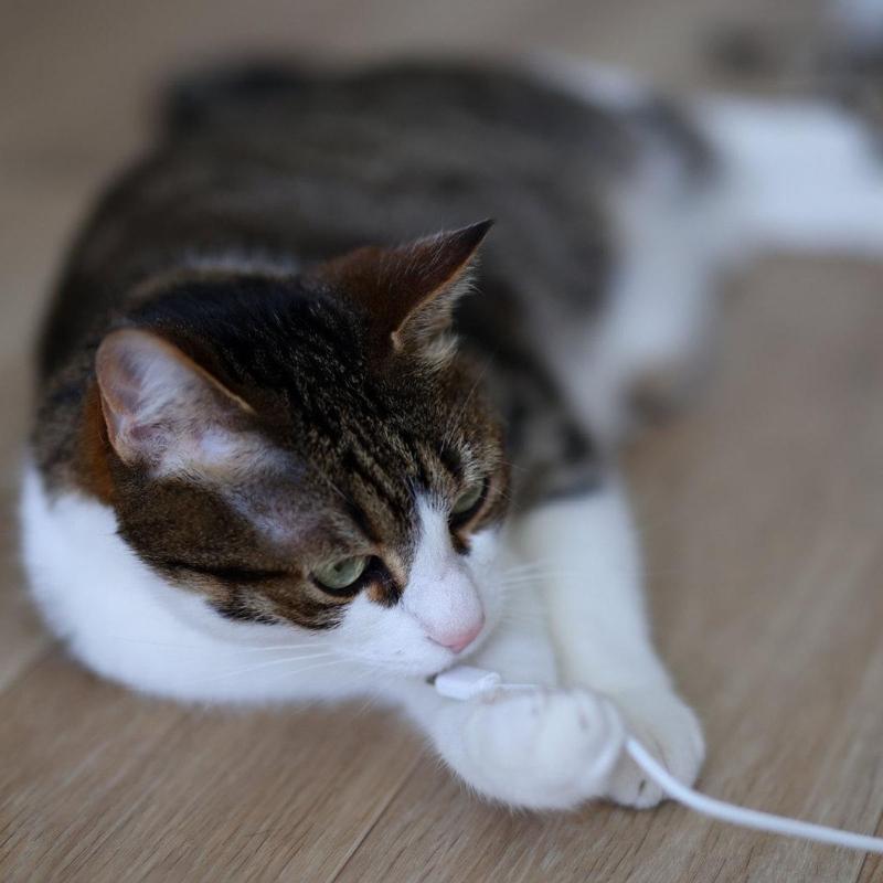 SelfWinding Pet Cord Protector Heavy Duty Chew Proof Cable Sleeve For Household Pets Like Cats Dogs 3meter/6m/10m