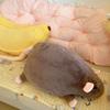 20/30/50cm Fancy Rat Doll Stuffed Animal Mouse Plushie Doll Cartoon Stuffed Rat  Birthday Gift