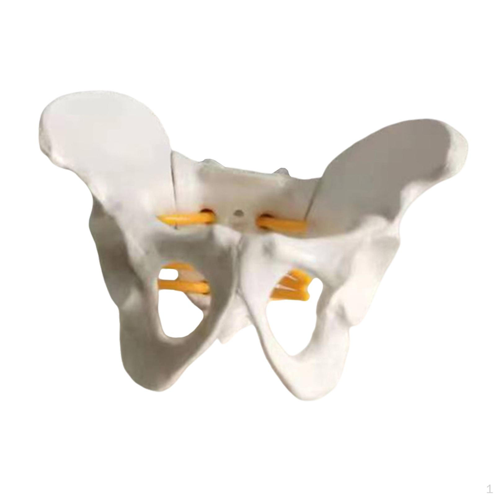 

Модель женского таза, обучающий инструмент, простота в использовании