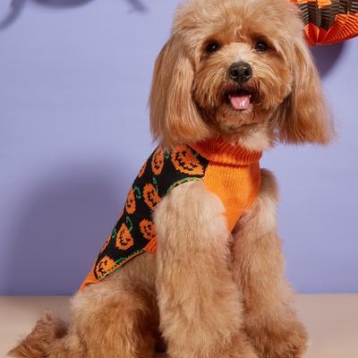 Ropa y calzado – Suéteres para perros