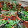 Automatic Garden Drip Irrigation Kit Adjustable Nozzles Plant Watering System For Farmland Bonsai Flowers Vegetables Greenhouse