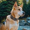 Tactical Military Dog Collar Adjustable Heavy Duty Nylon Pet Collar with Metal Buckle for Medium Large Dogs