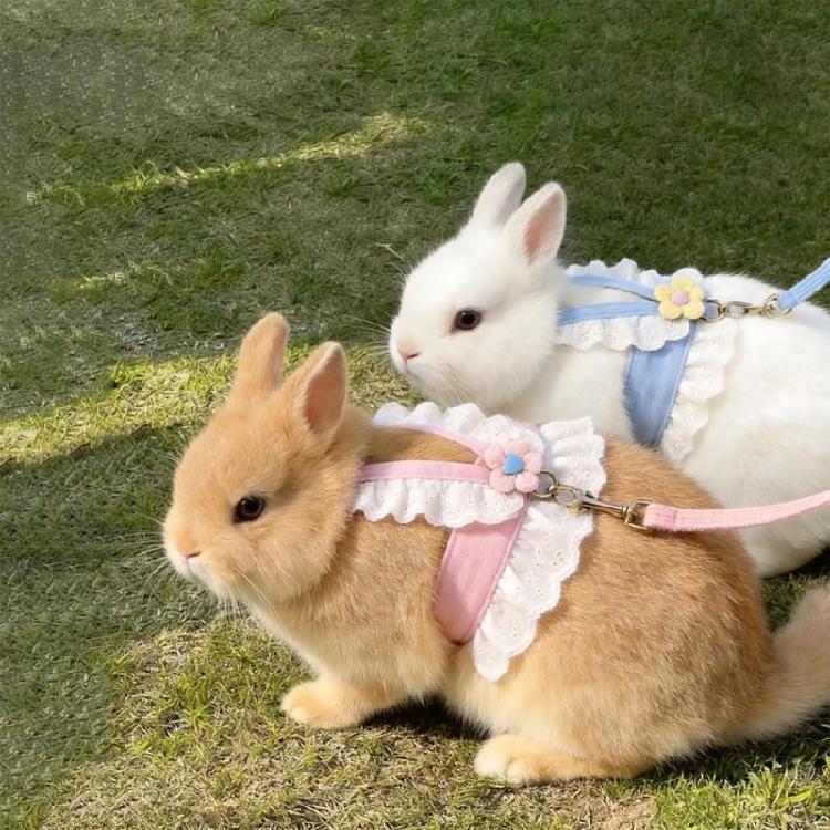 Rabbit Walking Harness With Rope Reinforced Stitching Chew Resistant Polyester Vest For Small Animal Safe And Secure