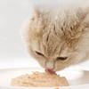 Cat Wet Food Fattening Cheeks Interactive Rewards Snacks Salmon Staple Cat Rice Pet Snacks Cat Supplies 0 Added Kitty Snacks
