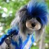 Bichon & Pomeranian White Hair Dye for Pets - Safe and Specialized Formula for Dogs