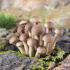 12 Pieces Mini Mushroom Figurines Set For Fairys Garden Decor Terrariums Outdoor Landscapes And Creative DIY Projects