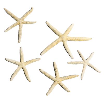 Aquarium Seestern Deko Einzigartiges Schönes Seestern Ornament Set für Heim Aquarium DIY Fotorahmen