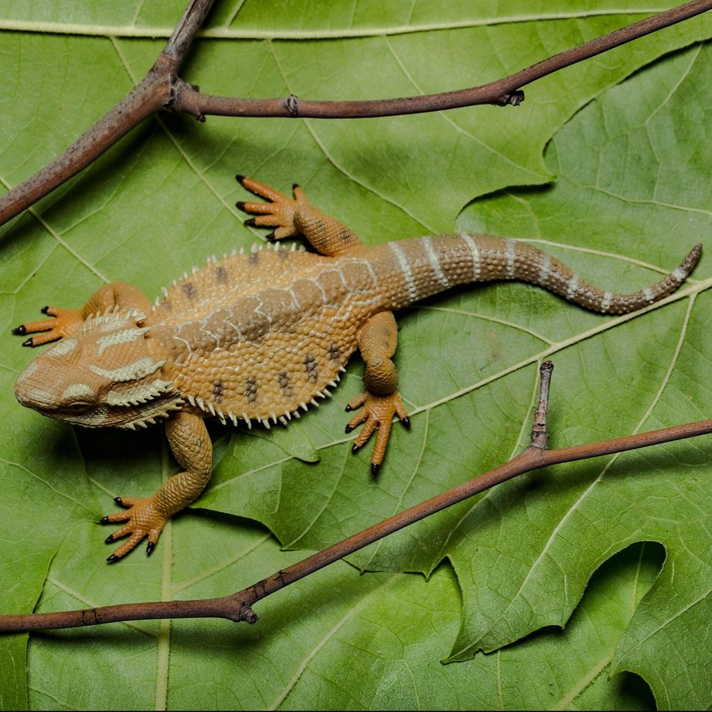 Collector 88567 Bearded Dragon
